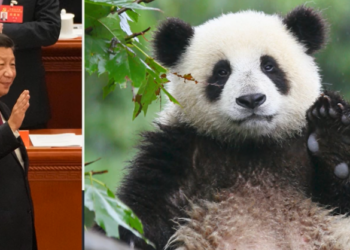 “Diplomacia Panda”, Kina tërheq pandat që i dha kopshteve zoologjike