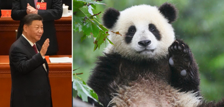“Diplomacia Panda”, Kina tërheq pandat që i dha kopshteve zoologjike