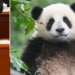 “Diplomacia Panda”, Kina tërheq pandat që i dha kopshteve zoologjike