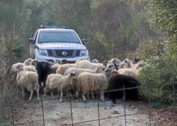 Ndodh dhe kjo! Dëmtuan pemët e ullirit, arrestohen 44 dele endacake