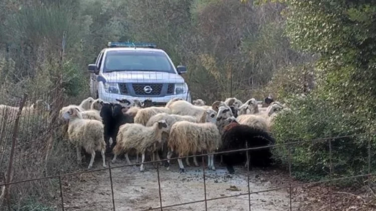 Ndodh dhe kjo! Dëmtuan pemët e ullirit, arrestohen 44 dele endacake