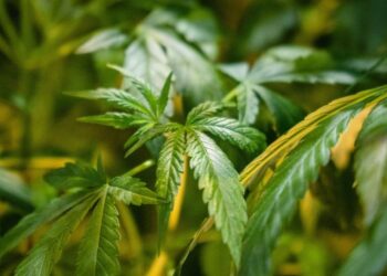 Alarmi holandez: Shqiptarët pjesë e karteleve ndërkombëtareve