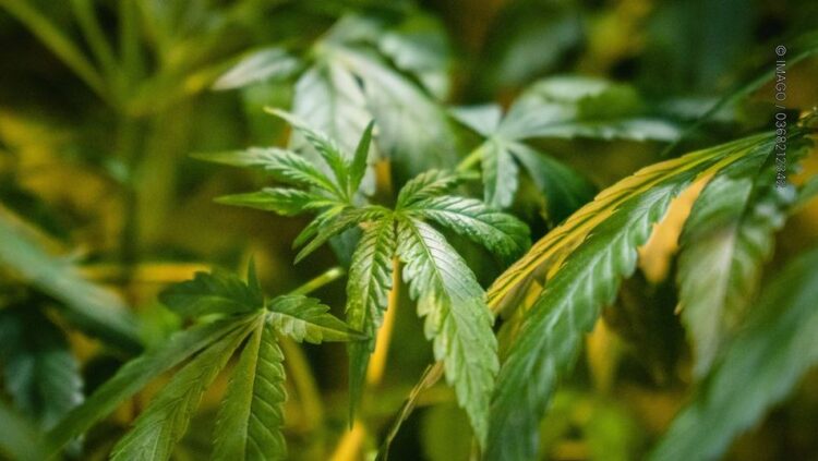 Alarmi holandez: Shqiptarët pjesë e karteleve ndërkombëtareve