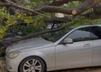 Vendi përfshihet nga stuhia, pemët rrëzohen mbi makina