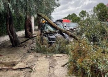 Vendi përfshihet nga stuhia, pemët rrëzohen mbi makina