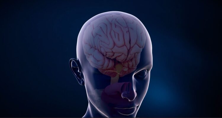 Studimi: Truri rigjenerohet pas ndërprerjes së alkoolit