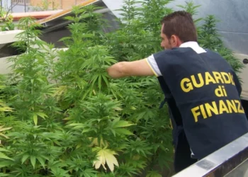 Arrestohen dy shqiptarë, zbulohet plantacioni i drogës. Ja çfarë i tradhëtoi