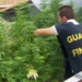 Arrestohen dy shqiptarë, zbulohet plantacioni i drogës. Ja çfarë i tradhëtoi