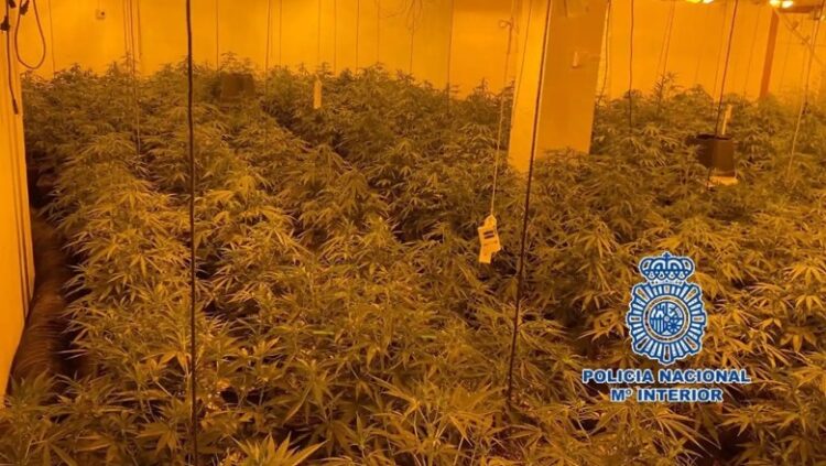 Kanabisi, policia spanjolle shkatërron grupin e shqiptarëve dhe…