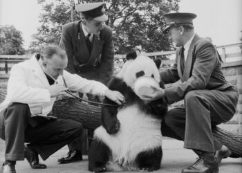 Si e ka përdorur Pekini, Pandën për të zgjeruar ndikimin në botë