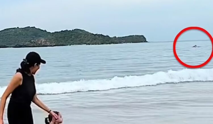 VIDEO/ E tmerrshme, peshkaqeni sulmon në breg notarin