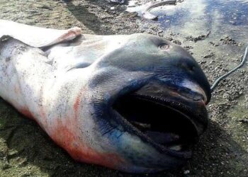 Del në breg peshkaqeni i rrallë, brenda iu gjet…