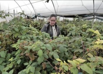 La punën në bankë dhe u bë fermere/ Historia e bukur e Manjola Hafizit