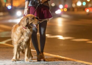 E shëtisni qenin tuaj natën? 10 gjëra për t’u kujdesur
