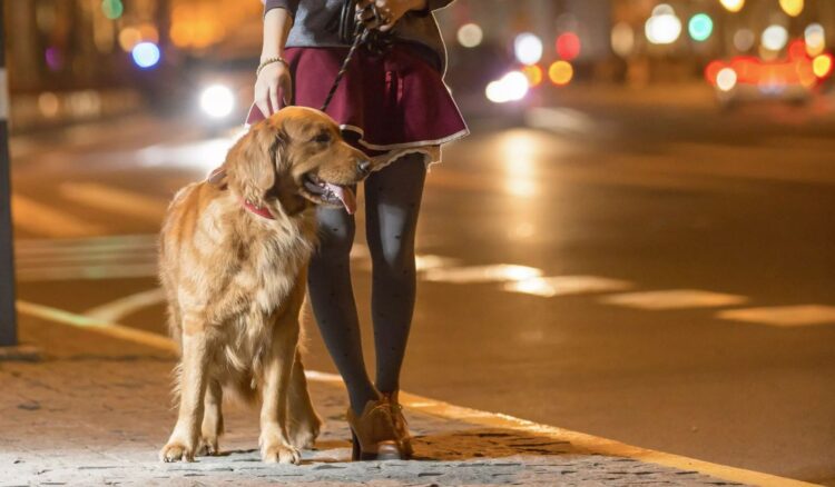 E shëtisni qenin tuaj natën? 10 gjëra për t’u kujdesur