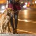 E shëtisni qenin tuaj natën? 10 gjëra për t’u kujdesur