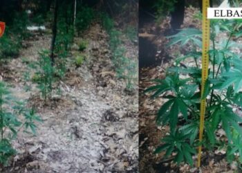 EMRAT/ Në kërkim për kultivim droge, pranga dy të rinjve në Elbasan