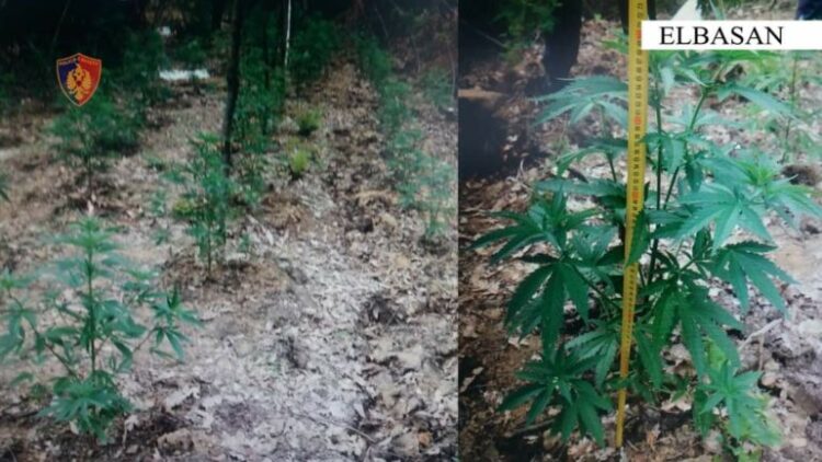 EMRAT/ Në kërkim për kultivim droge, pranga dy të rinjve në Elbasan