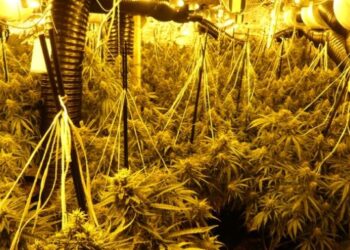 Ktheu banesën në serë kanabisi në Gjermani, arrestohet 26-vjeçari shqiptar