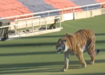 Tigri “pushton” arenën “katalanase”, Barça prezanton e talentin e ri