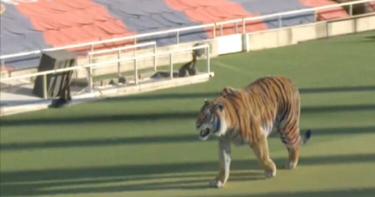 Tigri “pushton” arenën “katalanase”, Barça prezanton e talentin e ri