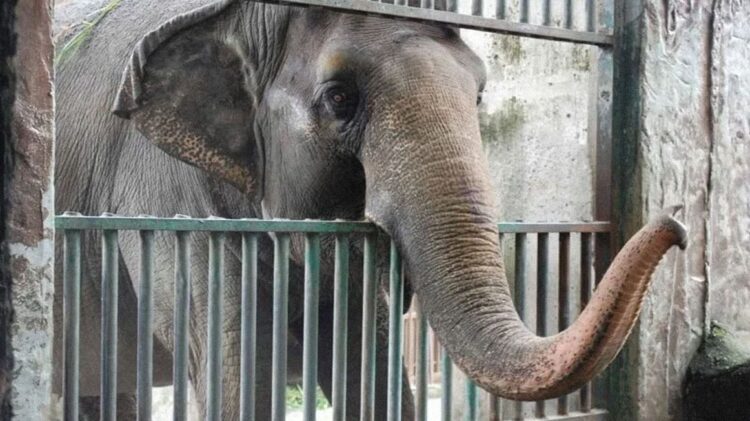 Vdes elefanti më i vetmuar dhe më i trishtuar në botë, jetoi vetëm për 33 vjet