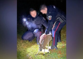 VIDEO/ Femër kangur goditi në fytyrë oficerin e policisë