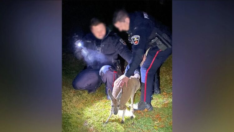 VIDEO/ Femër kangur goditi në fytyrë oficerin e policisë