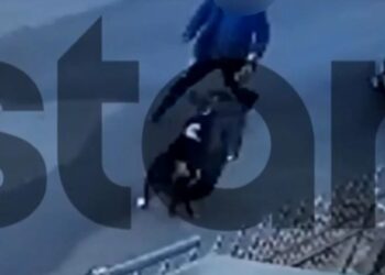 Momenti kur qeni sulmon djalin 9-vjeçar – Shikoni videon