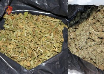 Zbulohen mbi 32 kg kanabis në një zonë të pyllëzuar në Shkodër