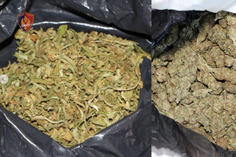 Zbulohen mbi 32 kg kanabis në një zonë të pyllëzuar në Shkodër