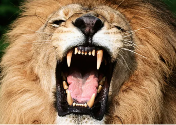 Nga luani te mushkonjat, 10 speciet më vdekjeprurëse në botë