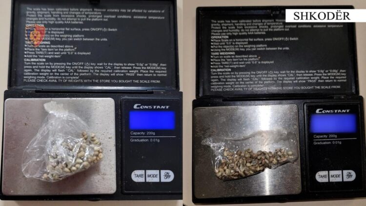 Iu gjetën fara kanabisi, arrestohet 18-vjeçari në Shkodër