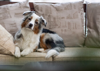 Si të merreni me sjelljet e padëshiruara të qenve