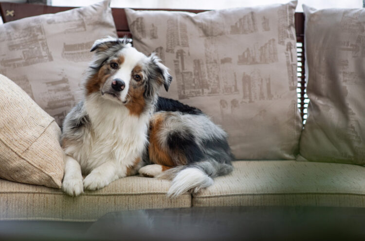 Si të merreni me sjelljet e padëshiruara të qenve