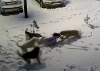 VIDEO/ Terror për 9-vjeçaren nga sulmi i një tufe qensh endacak