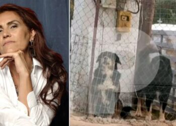 Foto/ Qentë që vranë gruan, e kafshuan mbi 50 herë