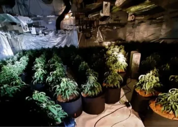 Prodhonin kanabis në ish-shtëpinë e pleqve, e pranojnë 5 shqiptarët