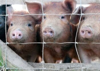 Dy viktima nga gripi derrit, çfarë po ndodh në vendin fqinj me Shqipërinë