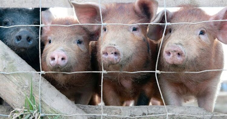 Dy viktima nga gripi derrit, çfarë po ndodh në vendin fqinj me Shqipërinë