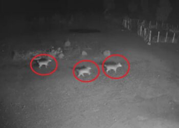 Ujqërit e dhelprat sulmojnë bagëtitë në fshatrat e Fierit