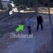 VIDEO/ Fqinji vret pabesisht të moshuarin me thikë, publikohen pamjet