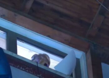 Mbështetësit protestë poshtë pallatit, Berisha fjalim nga dritarja