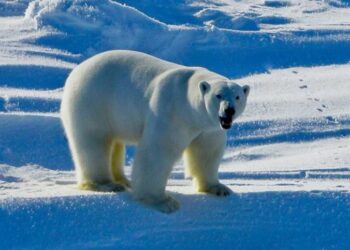 Virusi H5N1 përhapet në zonat e largëta të planetit ngordh ariu polar