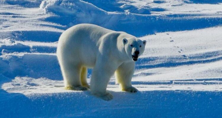 Virusi H5N1 përhapet në zonat e largëta të planetit ngordh ariu polar