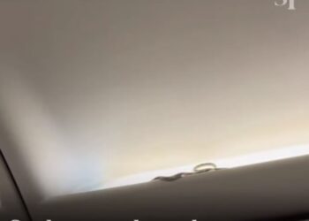 VIDEO/ Panik në fluturim, pasagjerët shohin gjarpër brenda avionit