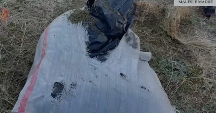 Kapen me kanabis pranë banesës, arrestohen babë e bir në Shkodër