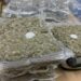 Kapet me 42 kg marijuanë, arrestohet 21-vjeçari shqiptar në Qipro