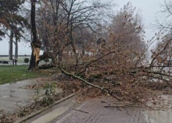 Rrëzohen pemë në qytetin e Pogradecit, shkak moti i keq