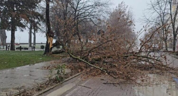 Rrëzohen pemë në qytetin e Pogradecit, shkak moti i keq